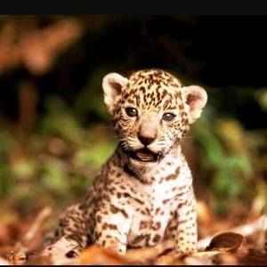 Meet your Posher, Angel